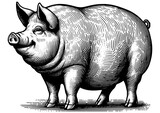 Fat Pig engraving sketch PNG illustration