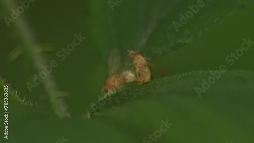 Macro shot of mating small yellow Lauxaniidae flies on green leaf in woodland photo