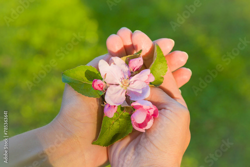 Young adult woman hands holding branch of white pink apple blossoms on sunny green grass background in spring day at garden. Closeup. Point of view shot. 