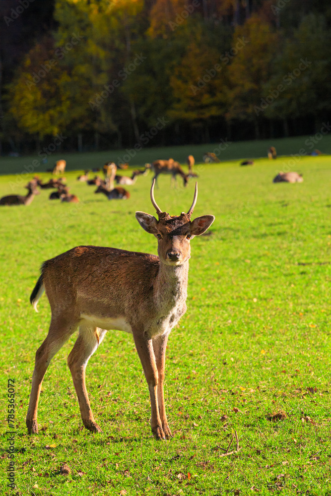 Young male red deer (Cervus elaphus) grazing in the meadow at The Wildpark Poing which is a wildlife park near the town of Poing, Bavaria, Germany