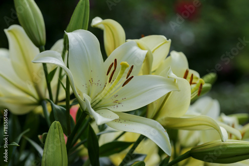 White lilies in the garden