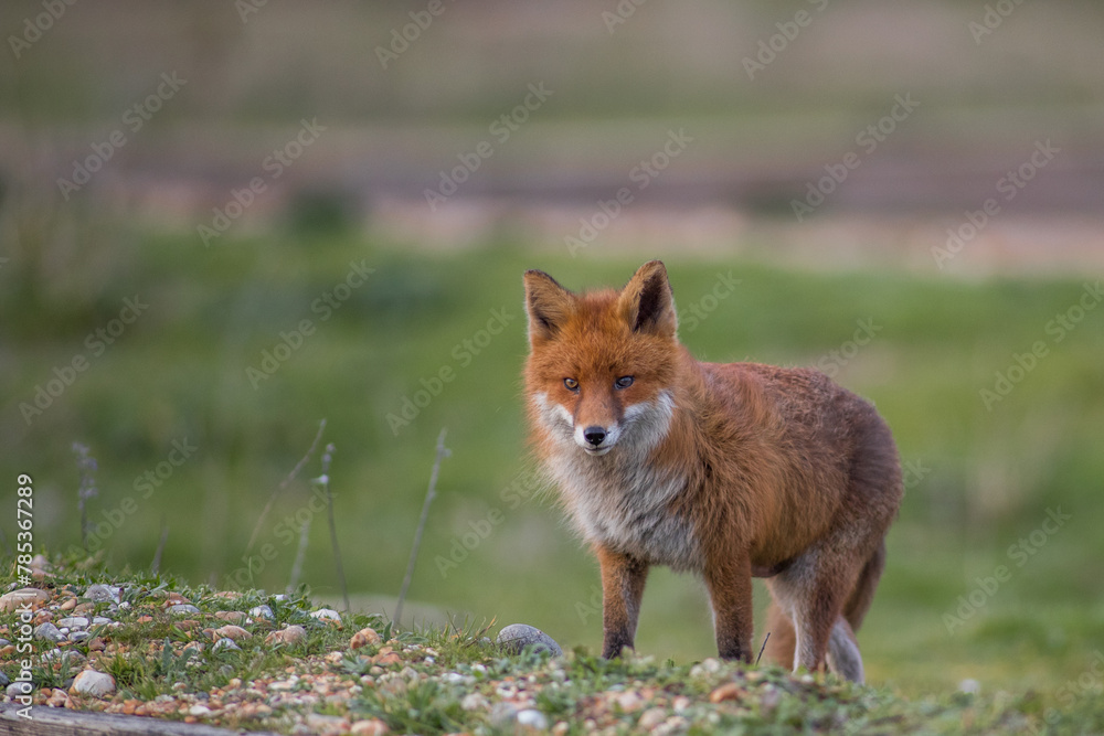 Fototapeta premium female red fox vulpes in the field young