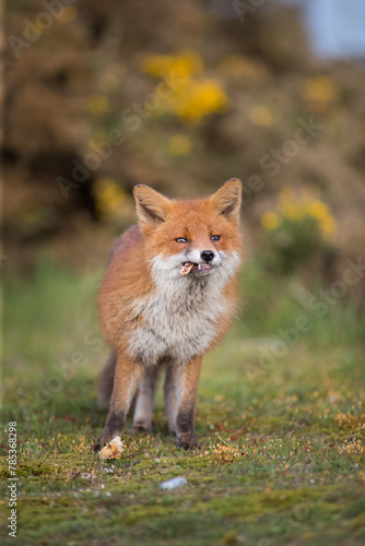 red fox vulpes in the wild female fox posing and eating on bone © JTP Photography