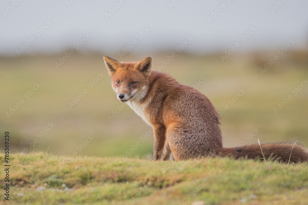 Obraz premium red fox vulpes