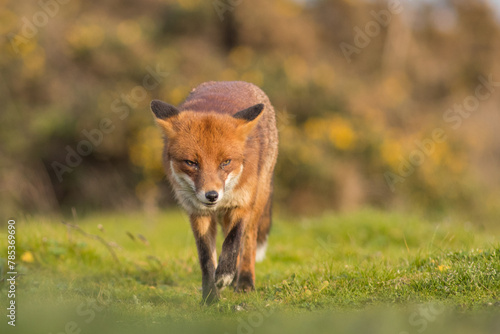 Red fox in evening summer light united kingdom © JTP Photography