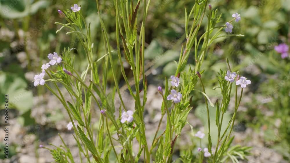 Southern Urals, flowering hoary willowherb (Epilobium parviflorum) near the water. Southern Urals, flowering hoary willowherb (Epilobium parviflorum) near the water.
