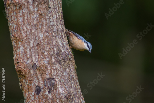 Nuthatch on large tree isolated with flat background side view forest canopy lighting 