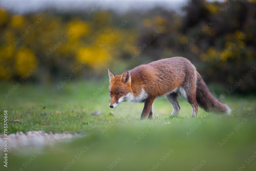 Obraz premium red fox vulpes on the hunt