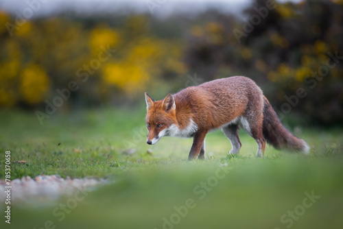 red fox vulpes on the hunt photo