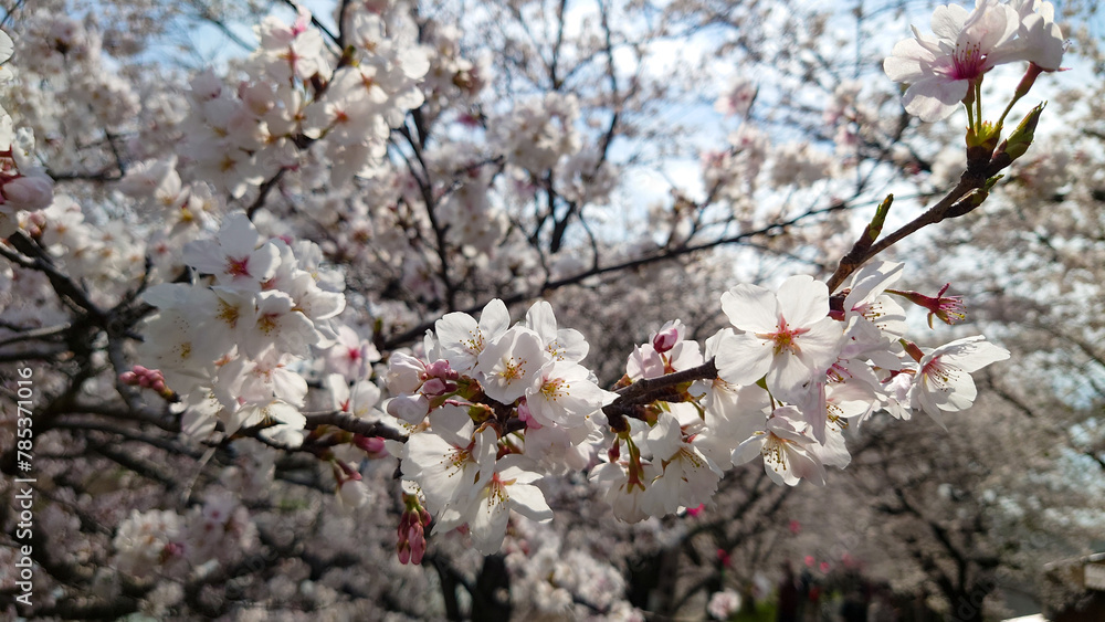 桜の花のある風景
