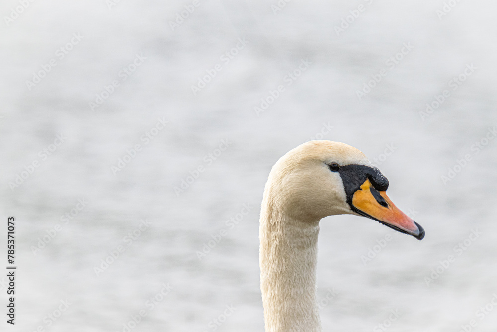 Portrait eines Höckerschwans. Im Hintergrund nur der See . Viel Platz für Texte Portrait eines Höckerschwans. Im Hintergrund nur der See . Viel Platz für Texte