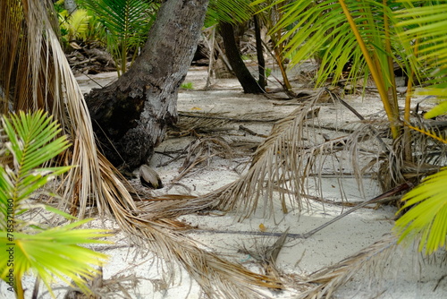 A close-up of the trunk of a palm tree. Rangiroa atoll - November 9, 2022. photo