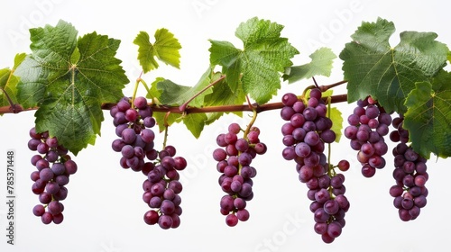 crimson grapes hanging from vine with lush green leaves isolated on white food photography