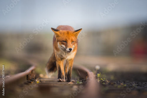 red fox vulpes head on front view on train tracks at sunset golden hour lighting urban enviroments golden lighting winter coating  photo