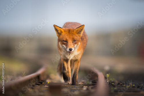 red fox vulpes head on front view on train tracks at sunset golden hour lighting urban enviroments golden lighting winter coating  photo