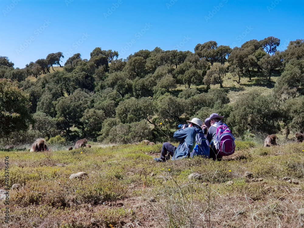 Fototapeta premium The Simien Mountains in Ethiopia with the largest population of gelada baboon
