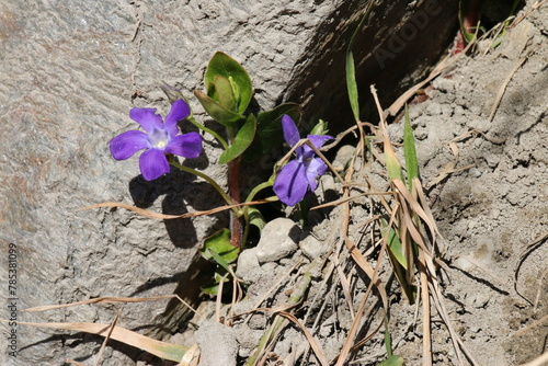alpine flowers on the ground in mountains