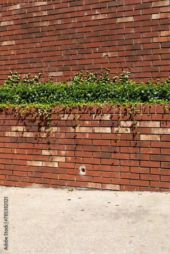 Sloping sidewalk before a brick wall with built in planter filled with vining plants, creative copy space, vertical aspect