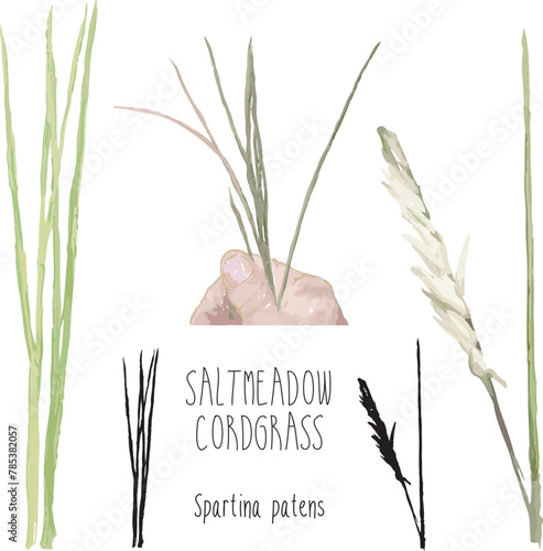 salt meadow cordgrass salt hay native grass marsh marsh flood salt brackish spartina patens aquatic wetlands flowering plant sea marsh grass