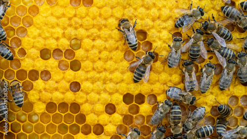 Bees on a wax comb with bee larvae and honey