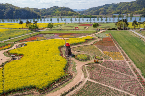 Aerial drone view. a canola-flowered river scene. A view of the canola flower festival at Namji Sports Park in Changnyeong-gun, South Gyeongsang Province, South Korea. photo