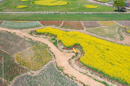 Aerial drone view. a canola-flowered river scene. A view of the canola flower festival at Namji Sports Park in Changnyeong-gun, South Gyeongsang Province, South Korea.