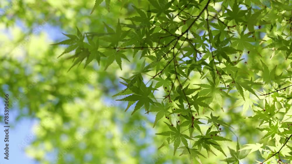 Green tree leaves in summer sunlight. Bright green maple foliage sway in blow wind in spring forest. Green tree leaves in summer sunlight. Bright green maple foliage sway in blow wind in spring forest.
