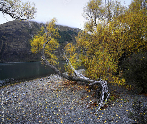 Ancient Tree on the Shore of lake Pearson, New Zealand