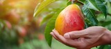 Hand holding ripe mango with blurred mango selection background and ample space for text placement
