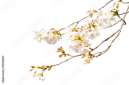 Beautiful sakura flowers isolate on transparent background.cherry blossom