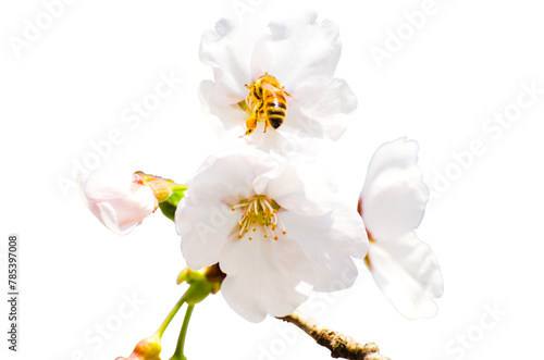 Bee on sakura flowers isolate on transparent background.cherry blossom