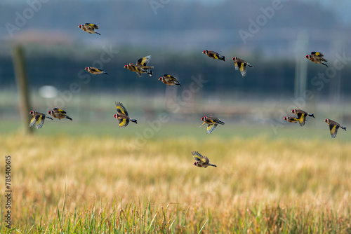 Of goldfinches flying near grass and old fence post
