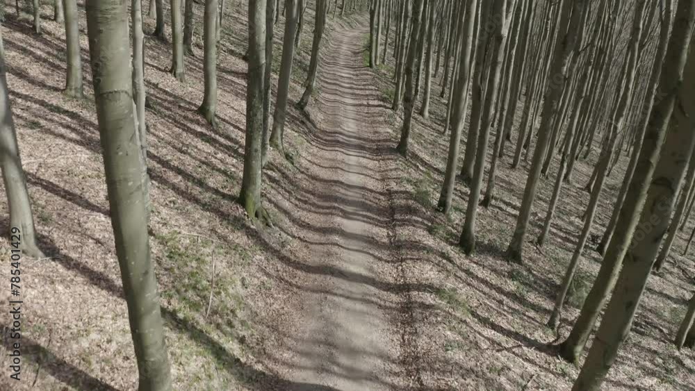 drone flies in the March beech forest, shadows from the setting sun drawing across a country road in the Carpathian mountains, Ukraine drone flies in the March beech forest, shadows from the setting sun drawing across a country road in the Carpathian mountains, Ukraine