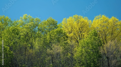 Seasonal Leaves: A photo of trees with fresh green leaves against a clear blue sky