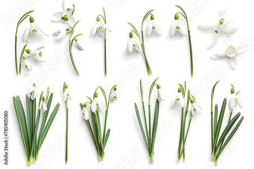 Snowdrops flowers collection isolated on white