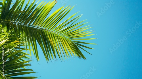 Tropical Leaves: A photo showcasing vibrant green palm leaves against a clear blue sky