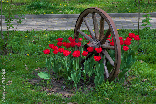 An antique wooden wheel surrounded by blooming red tulips in a spring park. Detail of a wooden old carriage. Spring bright flowers on a warm sunny day. Background for design.