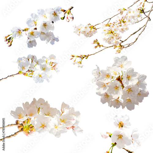 Set of sakura flower (cherry blossom) on transparent background
