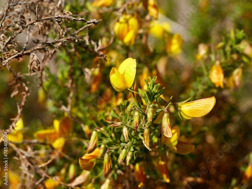 The yellow restharrow or shrubby rest-harrow (Ononis natrix) in flowers on a sand dune at Mediterranean cost of Spain, provincia Valencia, Spain photo