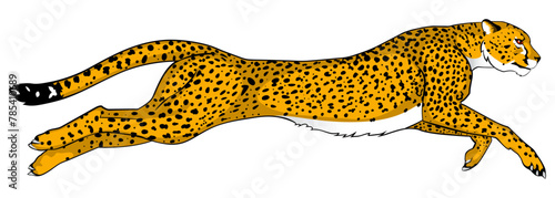 A cheetah running incredibly fast. Color version