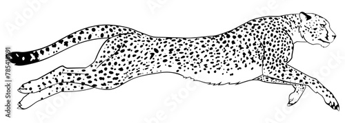 A cheetah running incredibly fast. Black and white version