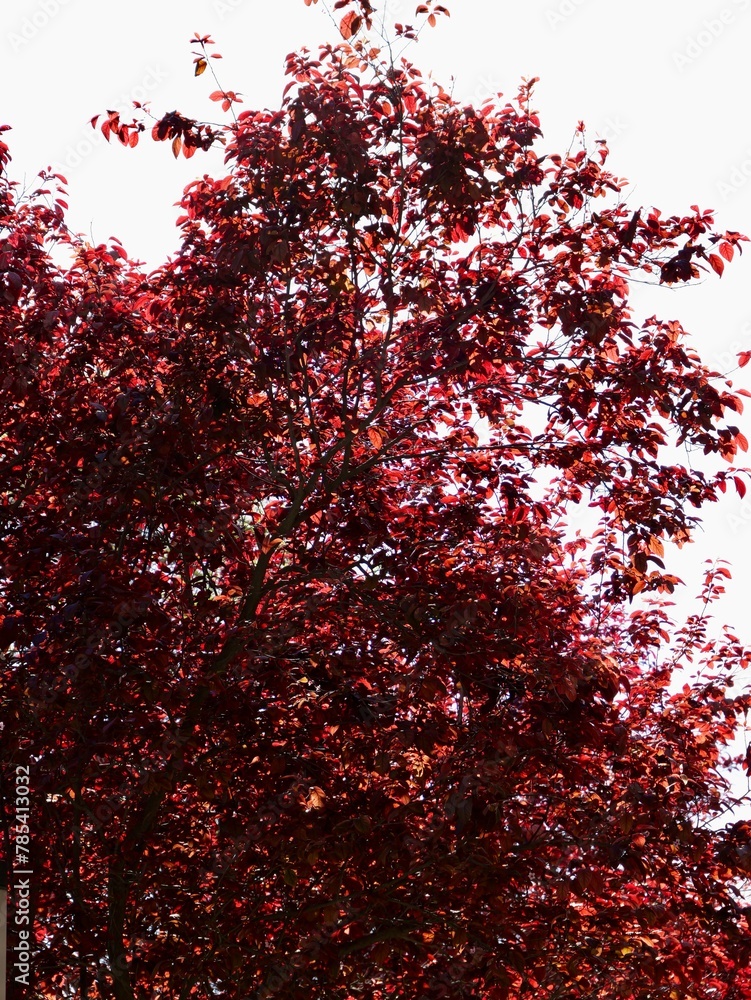 Cherry plum, a decorative cultivar of P. cerasifera var. pissardii (Prunus pissardi) in spring Cherry plum, a decorative cultivar of P. cerasifera var. pissardii (Prunus pissardi) in spring