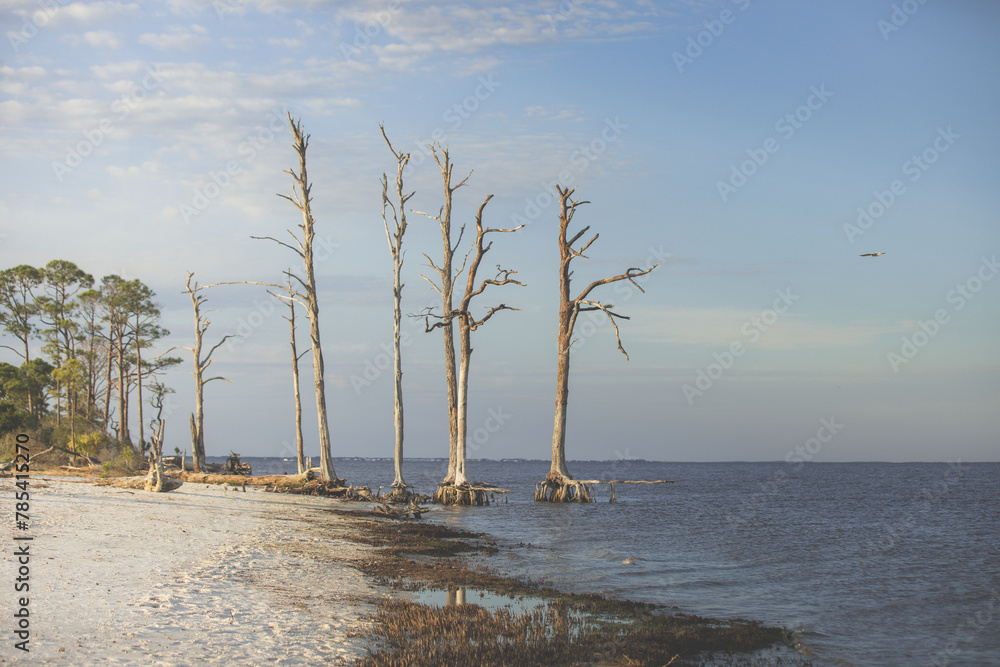 Exposed roots of a beach tree at low tide in Mashes Sands, Florida Exposed roots of a beach tree at low tide in Mashes Sands, Florida
