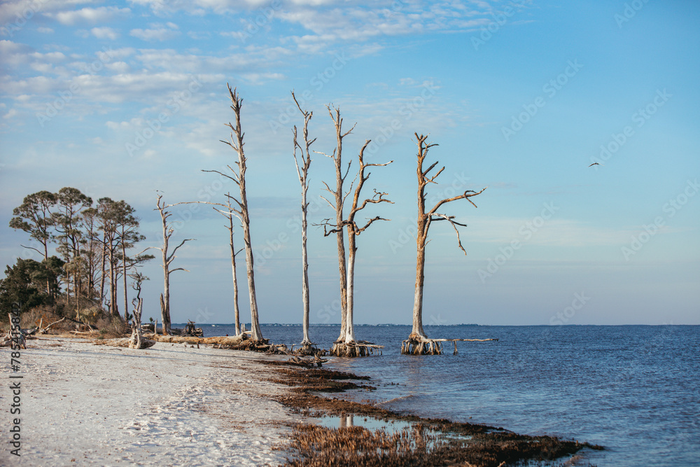 Exposed roots of a beach tree at low tide in Mashes Sands, Florida Exposed roots of a beach tree at low tide in Mashes Sands, Florida