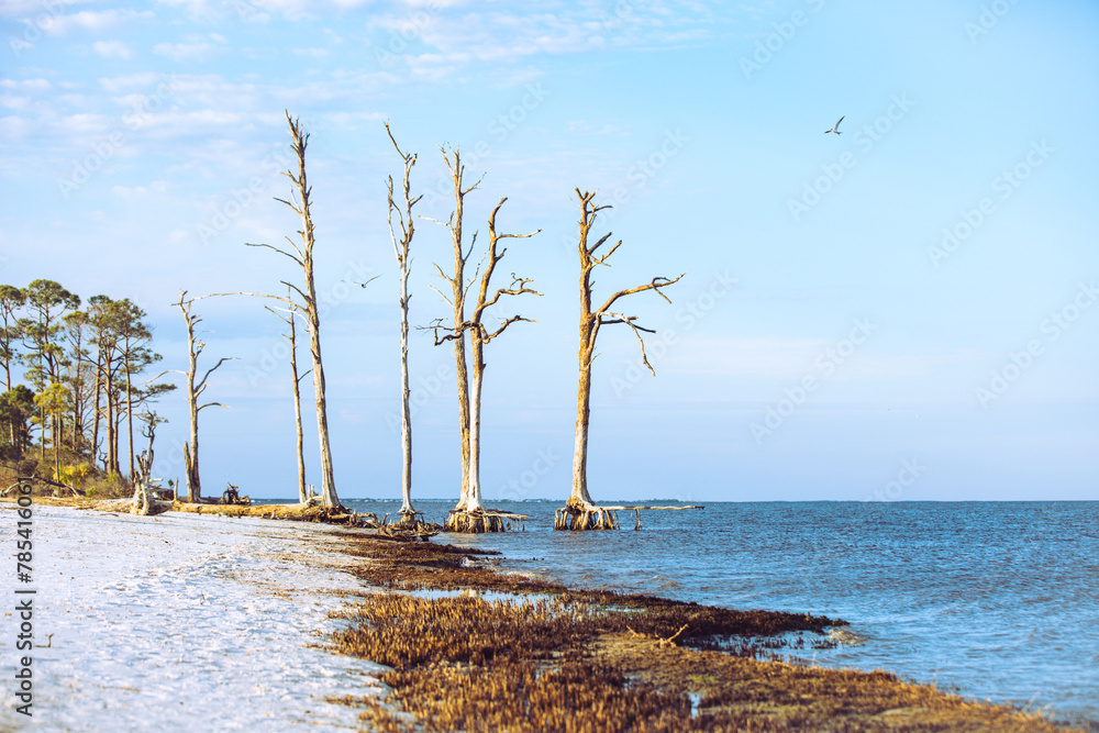 Trees at the beach with their roots exposed. Trees at the beach with their roots exposed.