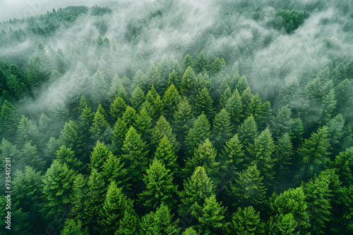 Lush green forest under cloud cover. Nature's role in carbon capture and climate action. Sustainable forest. Dense green trees absorbing CO2. Natural carbon sink. Carbon credits and sustainability.