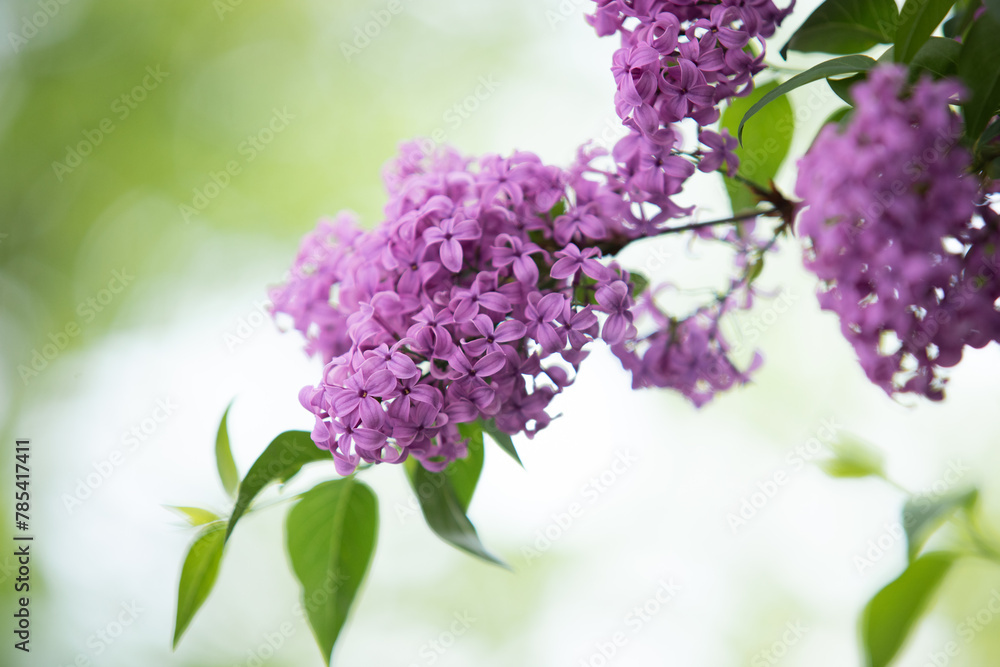 Fliederblüte in Nahaufnhme und geringer Tiefenschärfe Fliederblüte in Nahaufnhme und geringer Tiefenschärfe