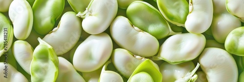 Broad Bean in the Fresh Spring Field. Fava Beans with White and Green Tic on Diet Background