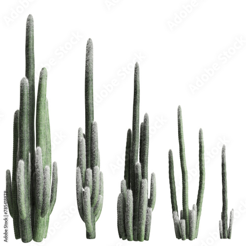 3d illustration of set ephalocereus senilis tree isolated on transparent background photo