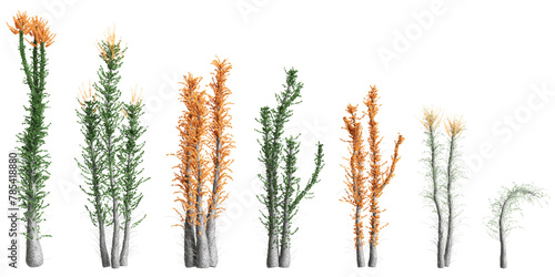 3d illustration of set Fouquieria columnaris tree isolated on transparent background photo